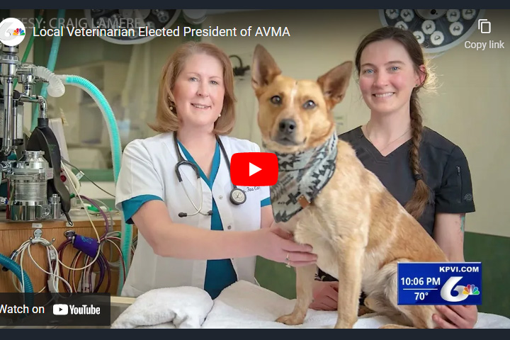 Dr. Carlson with an Australian cattle dog and an assistant in an exam room.