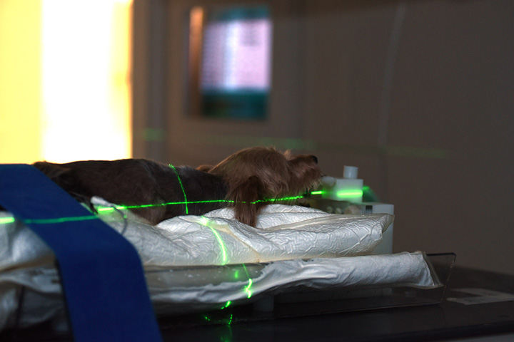 A dog undergoes radiation therapy at Washington State University’s Veterinary Teaching Hospital.