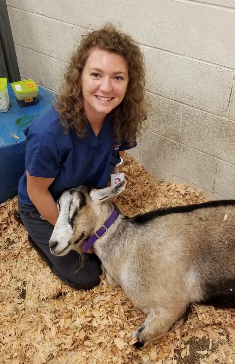 Danielle caring for a goat in the vet hospital barn.