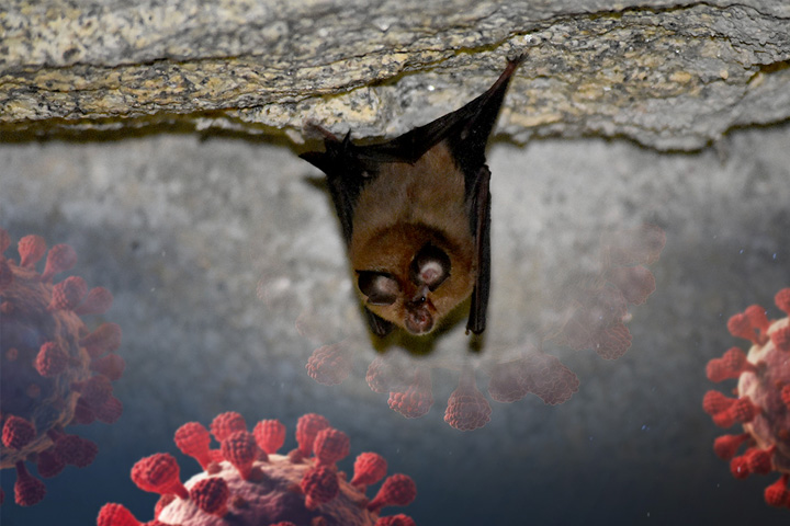 Russian lesser horseshoe bat image overlaid with a coronavirus illustration.