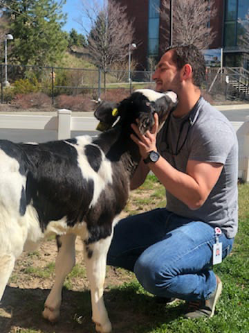 Carlos with a Holstein calf.