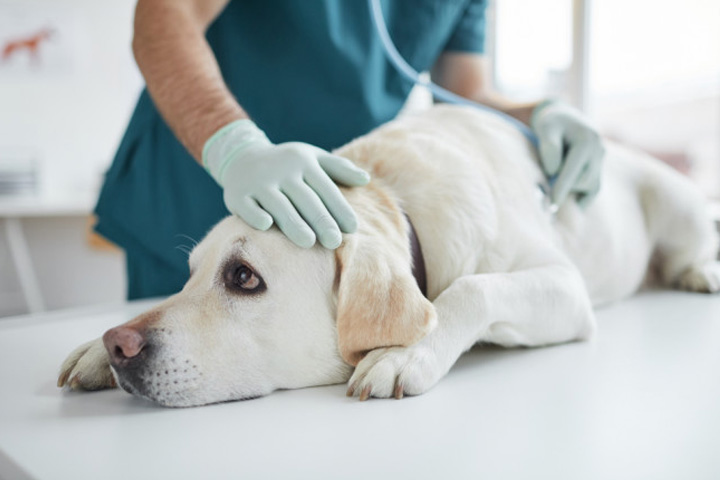 Golden lab laying on an exam table while a veterinarian is listening to his heart.