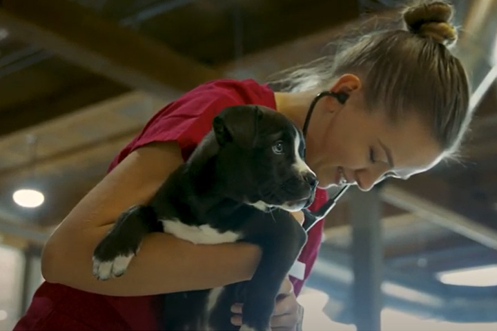 Veterinary student holding a puppy and listening with a stethoscope.