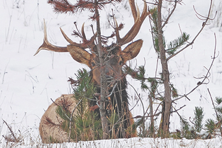 Elk with unusual antlers laying in the snow behind a small tree.