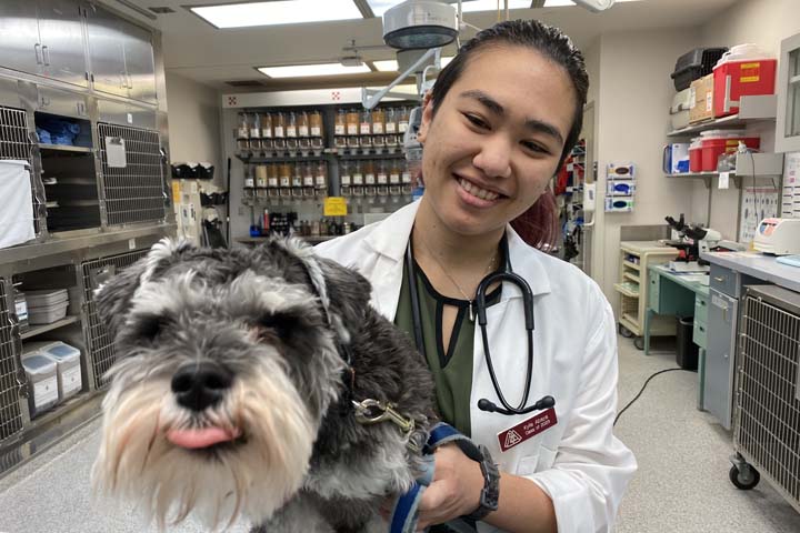 Kylie Abaya in the Veterinary Teaching Hospital with a gray Schnauzer who happens to be sticking its tongue out.