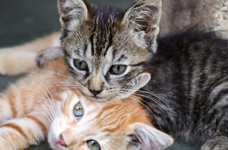 Two tabby kittens snuggling.
