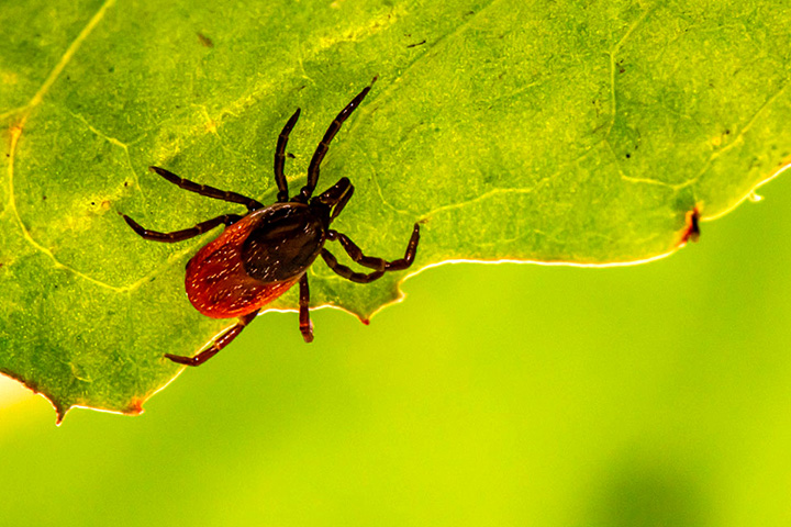 Close up image of tick on leaf.