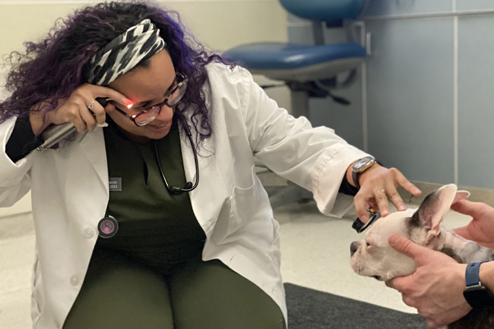 Haley down on the floor, on her knees, performing an eye exam on a small bulldog.