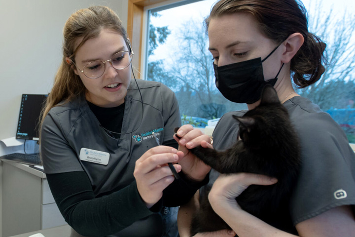 Brooklynn Halbach, left, a veterinary assistant cuts the toenails of a kitten that is held by veterinary technician Mikaela Heisler, right.