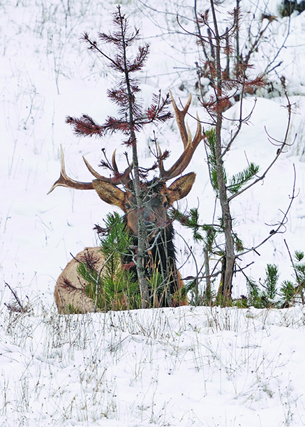 Elk laying in the snow right behind a small Larch.
