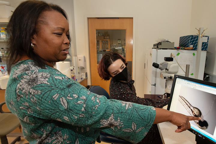 Student Taylor Krilanovich, right, talks with Cynthia Cooper, left, an Associate Professor in the School of Molecular Biosciences in the College of Veterinary Medicine at WSU’s Vancouver, Wash., campus, as they view a microscopic image of a three-day old Zebra fish used to study melanoma on Wednesday, Oct. 12, 2022.