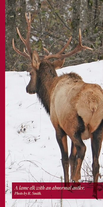 A lame elk with an abnormal antler. Photo by R. Smith.