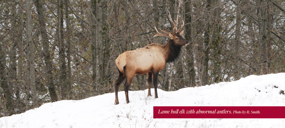 Lame bull elk with abnormal antlers.
