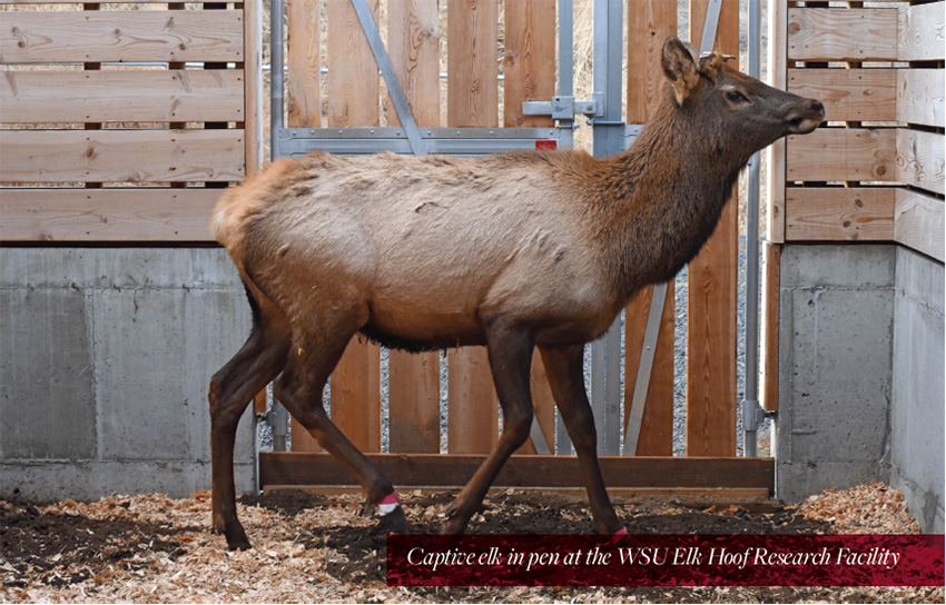 Captive elk in pen at the WSU Elk Hoof Research Facility.