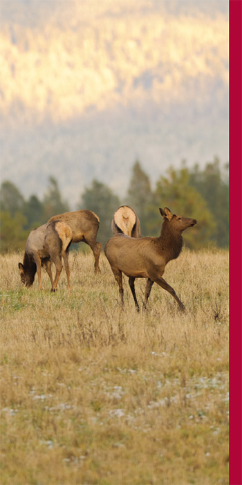 Four elk grazing in a field with a mountain range behind them.