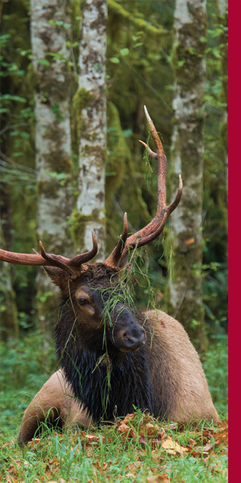 Large bull elk laying down in a grassy field. The is grass hanging off his antlers.