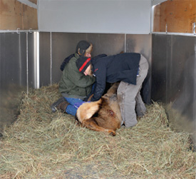 Two researchers working with a captive elk.