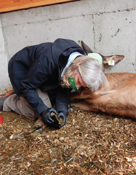 Dr. Margaret Wild observing the front left hoof of a captive elk.