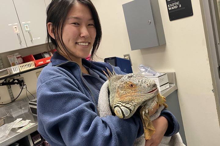 Christine in the teaching hospital happily holding a large lizard.
