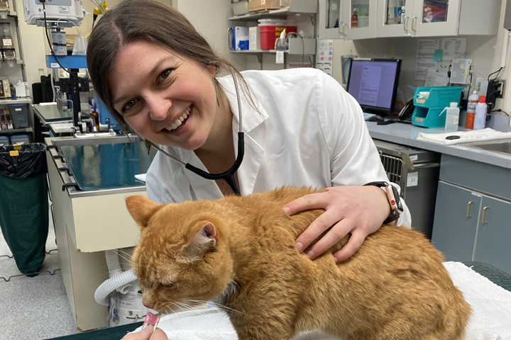 Alanna in the Veterinary Teaching Hospital, examining an orange tabby cat.