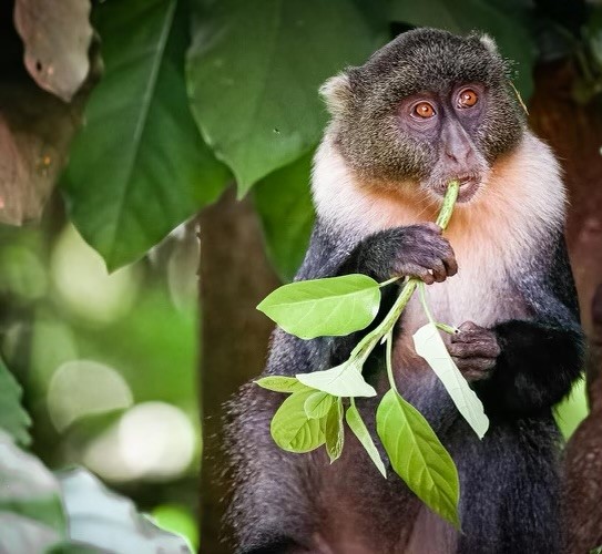 Monkey in a tree and chewing on a small branch and some leaves.