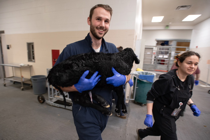 Braden carrying a very young calf in the Veterinary Teaching Hospital.
