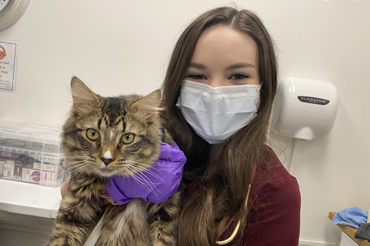 Brittany with a long-hair housecat in the veterinary hospital.