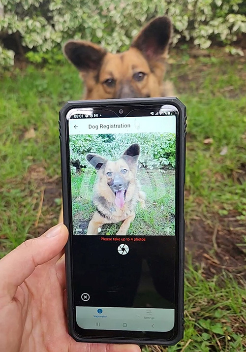 Scooby, a shepherd mix, is being photographed using a cellphone with the app on it.