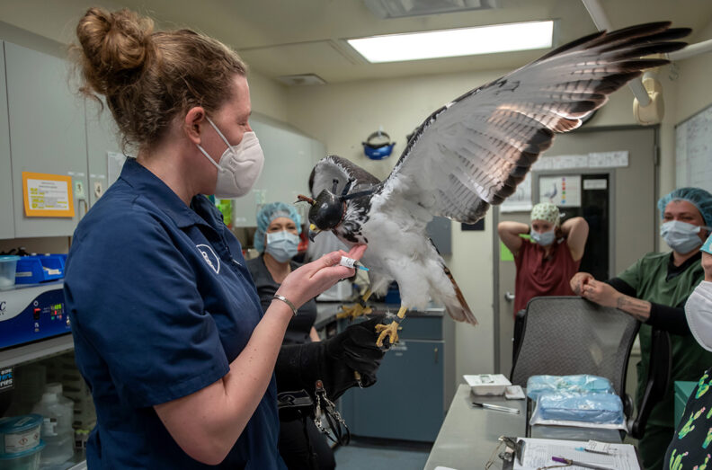 Dr. Marcie Logsdon holds Taima, an augur hawk who serves as the official live mascot for the NFL's Seattle Seahawks, before a procedure to remove a growth on the bird’s foot.