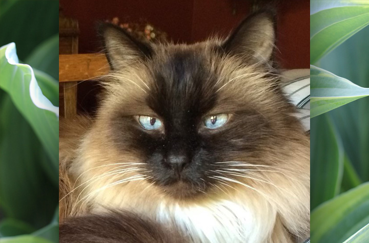 A close-up photo of Riley's face set over a background of Hosta leaves.