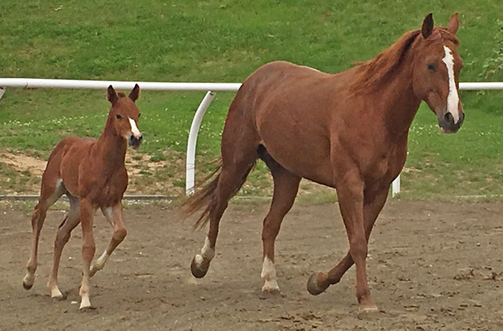 Rosie and CeeCee trotting around a horse track.