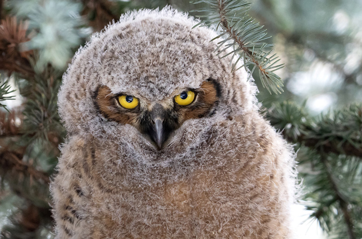 A great horned owlet outside Dean Dr. Dori Borjesson’s office window outside Leo K. Bustad Hall on the WSU Pullman campus. Photo by College of Veterinary Medicine/Ted S. Warren.