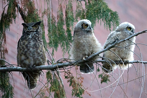 Two baby owls sit next to an adult in a tree in front of Bustad Hall at WSU’s College of Veterinary Medicine, Wednesday, April 5. (College of Veterinary Medicine/Ted S. Warren)