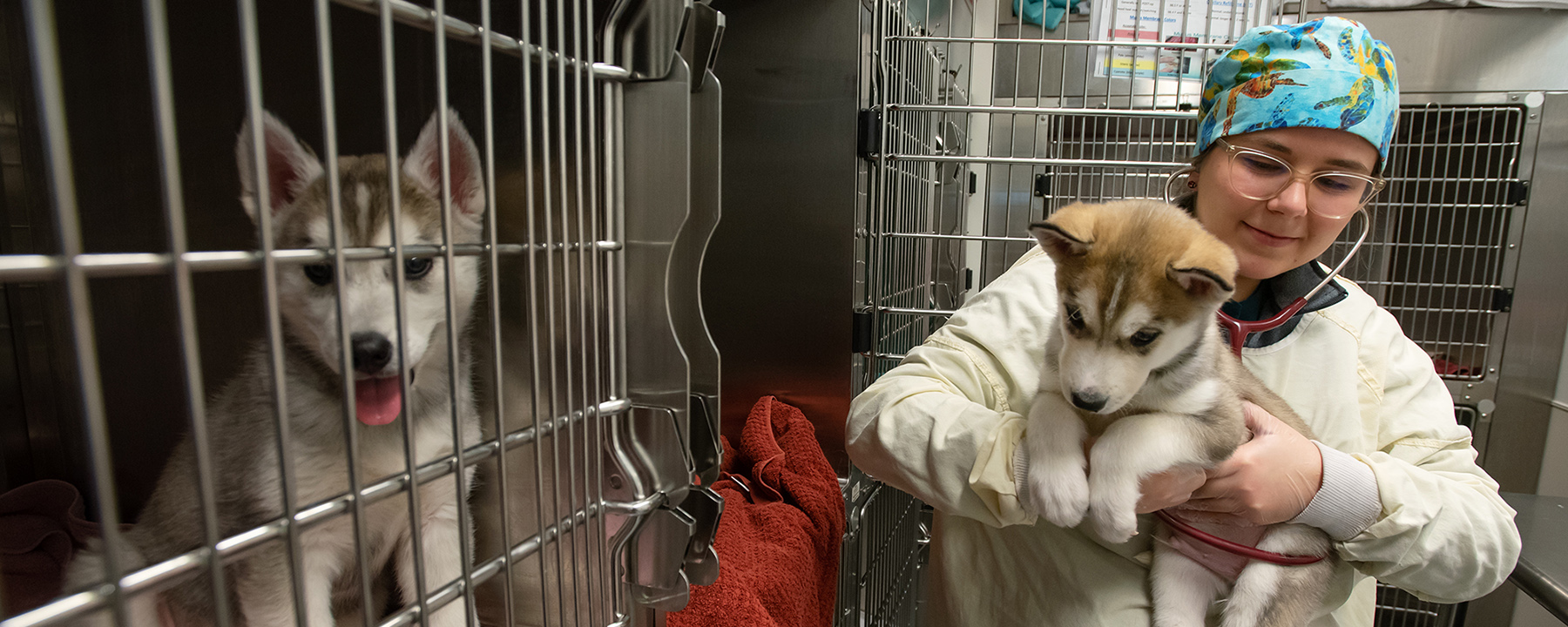 Student with Husky puppies.