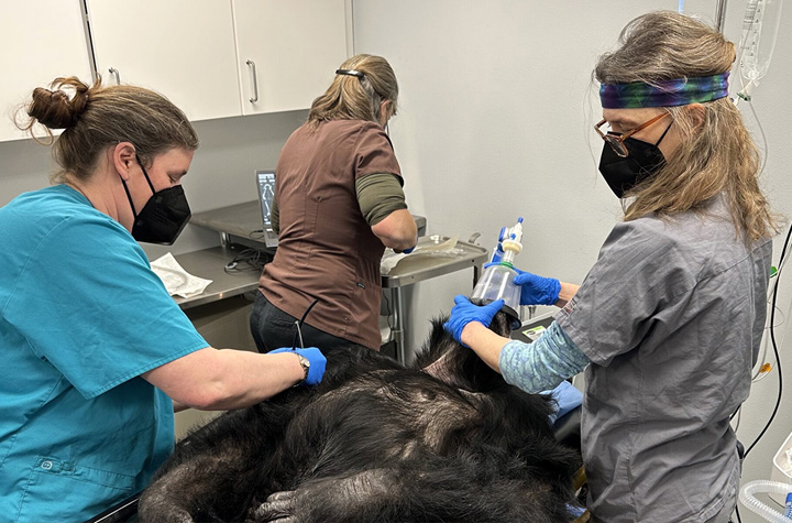 Dr. Lynne Nelson, lead cardiologist at WSU’s Veterinary Teaching Hospital, visited Chimpanzee Sanctuary Northwest in Cle Elum to perform cardiac exams on three of its newer residents.