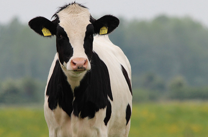 Dairy cow standing alone.