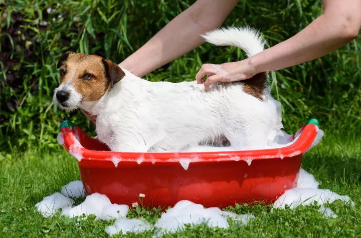 A terrier getting bathed in a small tub outdoors.
