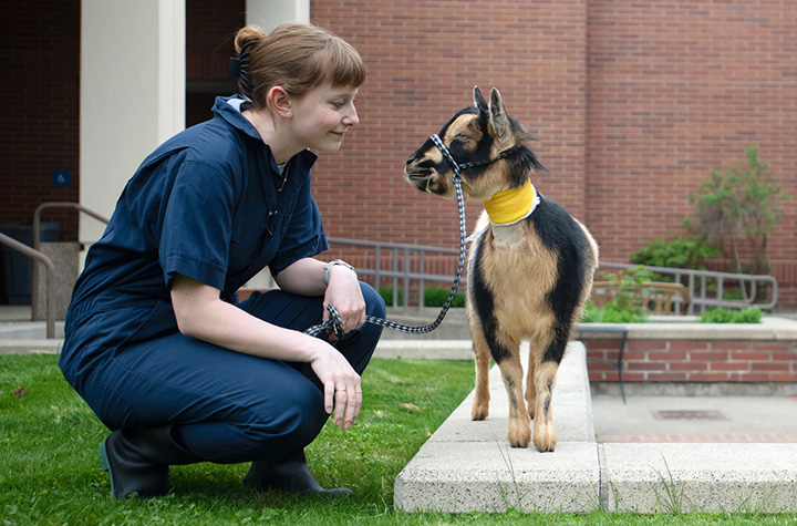 Sydney crouching down next to a goat she is walking as it recovers from surgery.