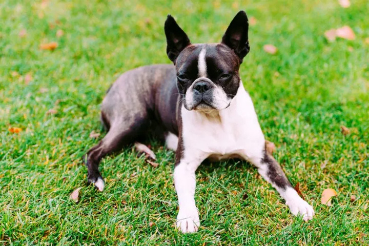 Black and white Boston Terrier laying in the grass.