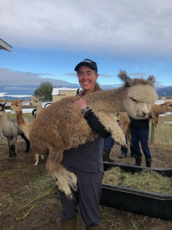Jessica holding a lama in a corral where there are many other lamas.