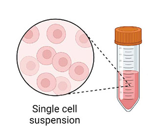 Vial with suspesion of the tissue, still half full, but now the liquid is the color of the tissue.