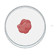 Artistic drawing of tissue on a petri dish.