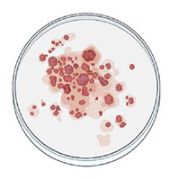 Artistic drawing of petri dish with tissue cut in small pieces.