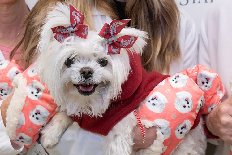 Close up shot of Mille. She has WSU Cougar ribbons on her ears.