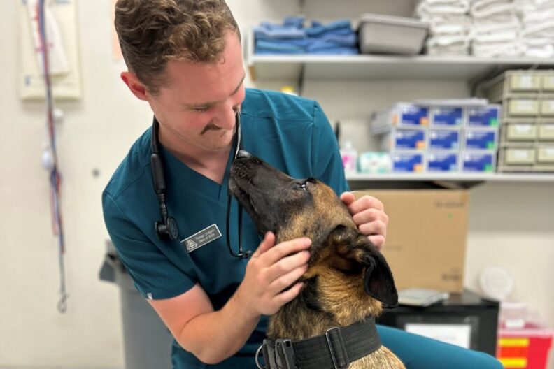 Thomas and a malinois looking right into each other's eyes.