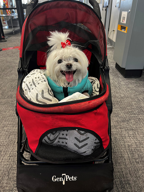 Mille in her stroller at the Pullman-Moscow Airport.