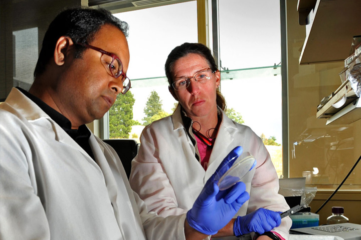 Assistant Professor Mohammad Aminul Islam and Laboratory Manager Lisa Jones examine samples for antimicrobial-resistant bacteria in the lab at the Paul G. Allen School for Global Animal Health.