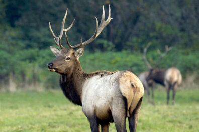 Photo by Claudia Cooper on iStock.