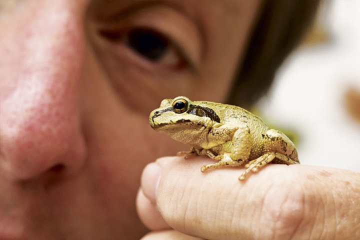 Allan Pessier holds a Pacific chorus frog. (Photo Henry Moore)