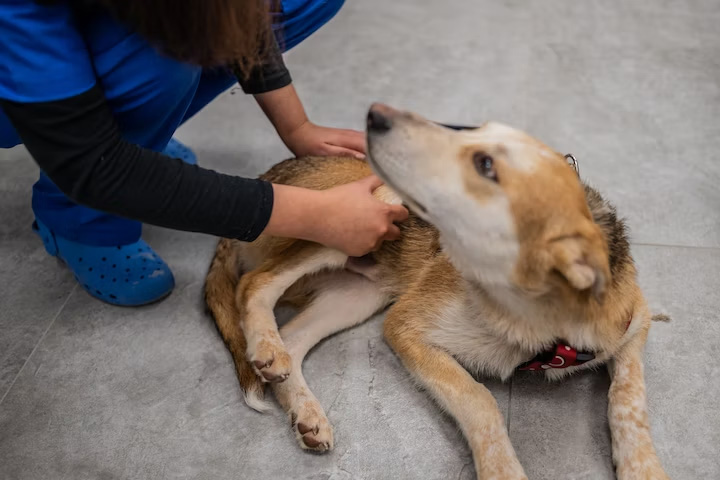 Massage can help rehabilitate animals dealing with injuries. VW PICS/UNIVERSAL IMAGES GROUP/GETTY IMAGES